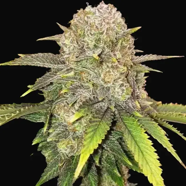Master Kush RBX