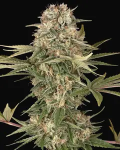 Master Kush Regular