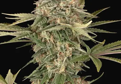 Master Kush Regular