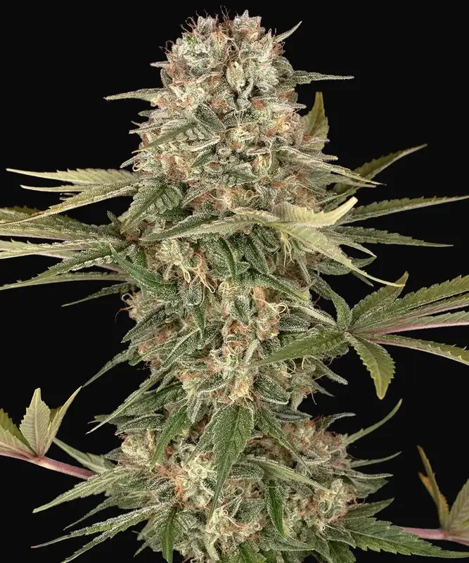 Master Kush Regular