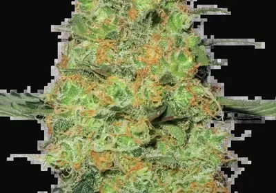 Master Kush