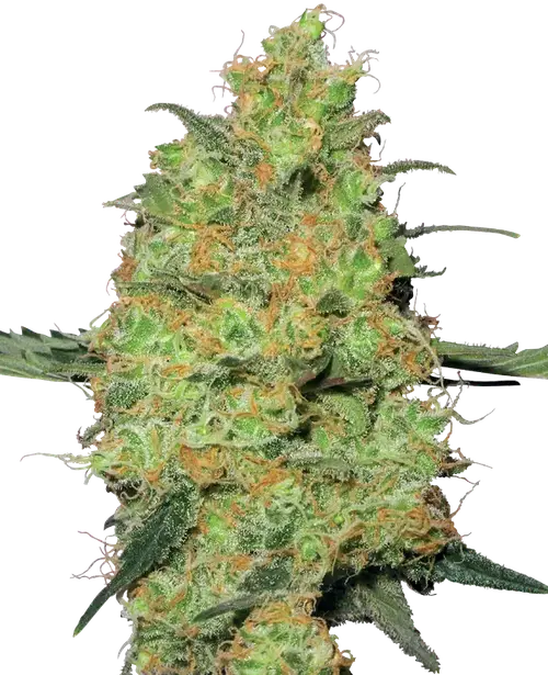 Master Kush