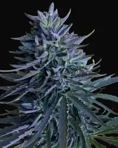 Mastuj Chitral Purple Apricot Regular