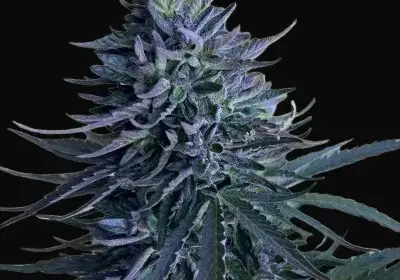 Mastuj Chitral Purple Apricot Regular