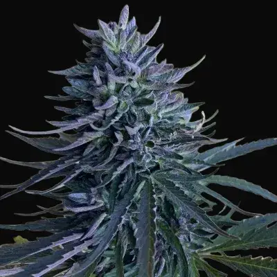 Mastuj Chitral Purple Apricot Regular