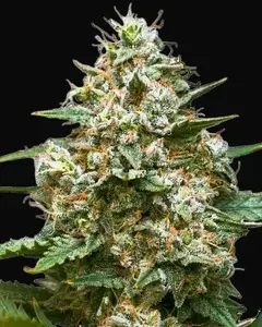 Maui Wowie Auto
