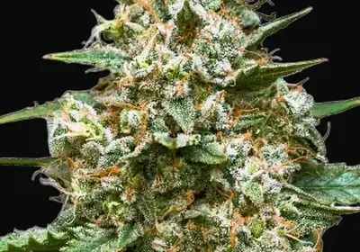 Maui Wowie Auto