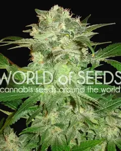 Mazar Kush