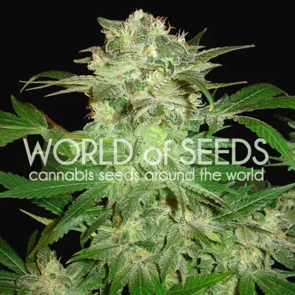Mazar Kush