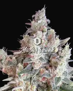 Mazar Skunk