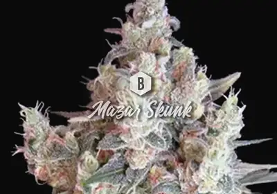 Mazar Skunk