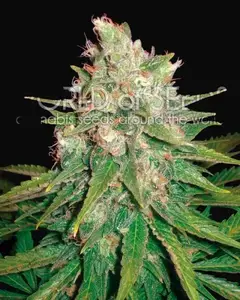 Mazar x Great White Shark
