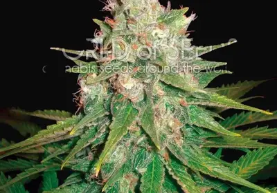 Mazar x Great White Shark