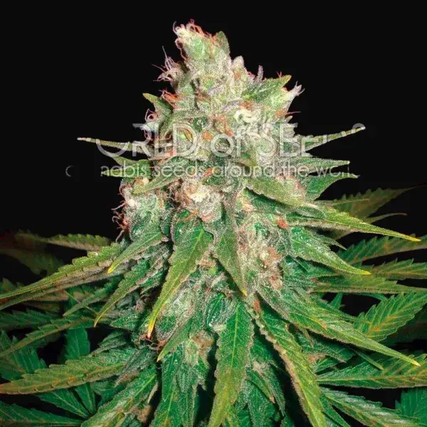 Mazar x Great White Shark