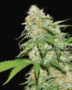 Mazar x White Rhino