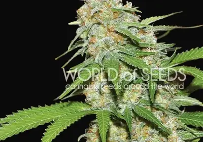 Mazar x White Rhino