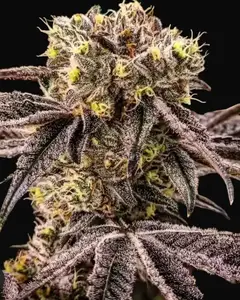 M.C. Nuggets R1