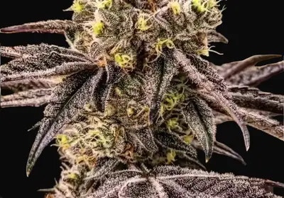 M.C. Nuggets R1