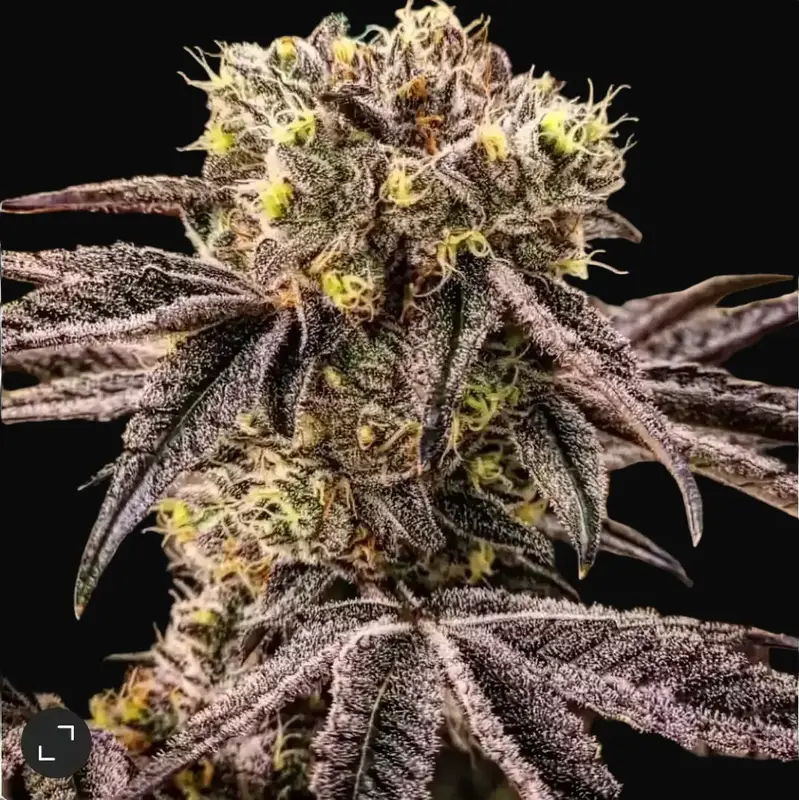 M.C. Nuggets R1