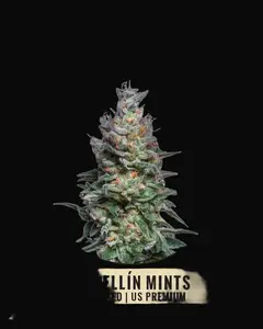 Medellín Mints