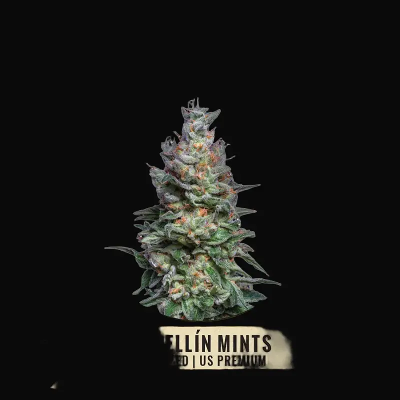 Medellín Mints