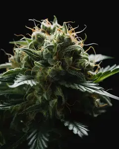 Medical 49 CBD+