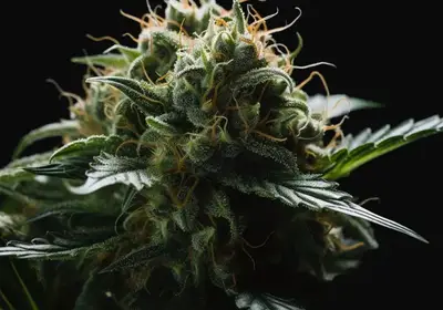 Medical 49 CBD+