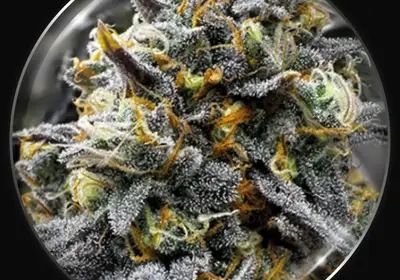 Medical Donuts