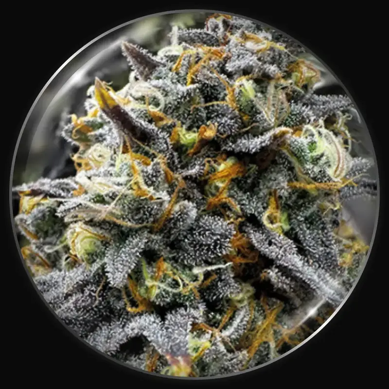 Medical Donuts