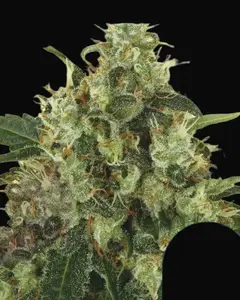 Medical Mass
