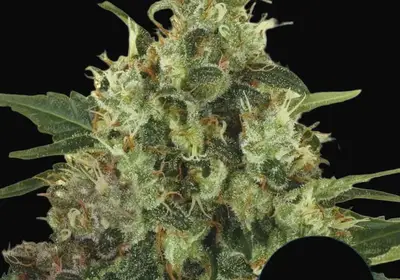 Medical Mass