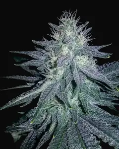 Medicine Man