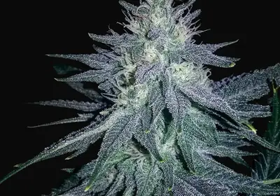 Medicine Man