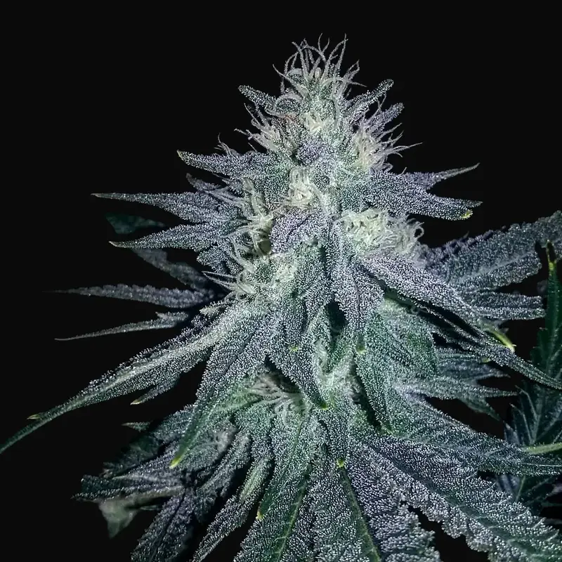 Medicine Man