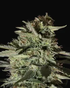 Medizinal CBD