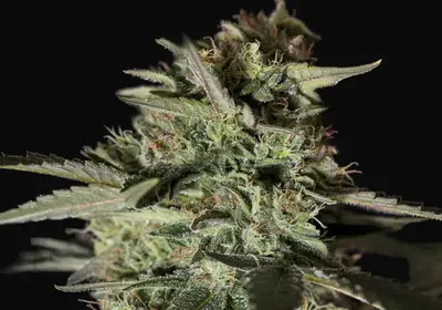 Medizinal CBD