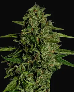 Medusa F1