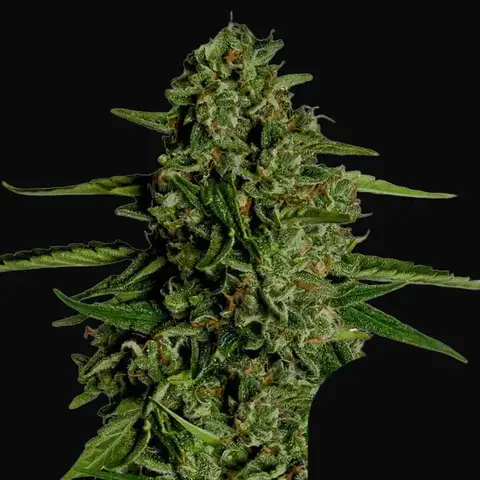 Medusa F1