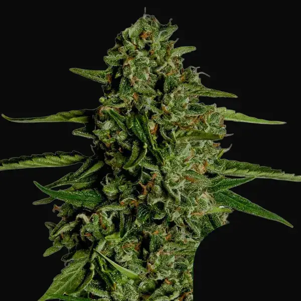 Medusa F1