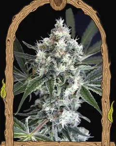 Medxotic Pure CBD