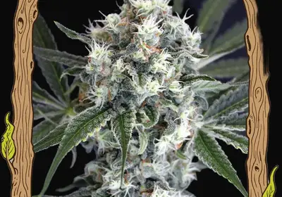 Medxotic Pure CBD