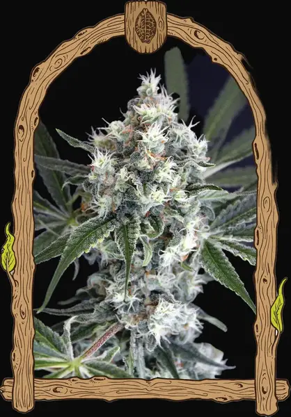 Medxotic Pure CBD