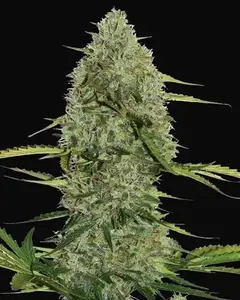 Mega Power Plant Auto