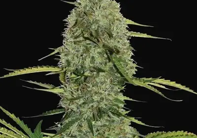 Mega Power Plant Auto