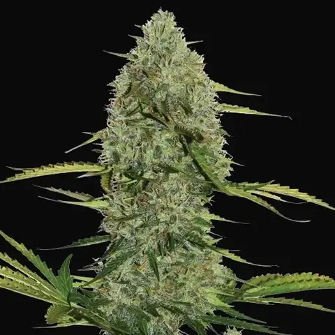 Mega Power Plant Auto