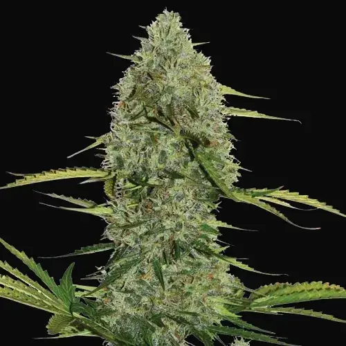 Mega Power Plant Auto