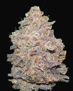 Melon Gum