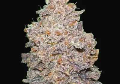 Melon Gum