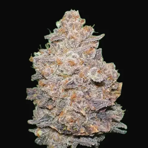 Melon Gum