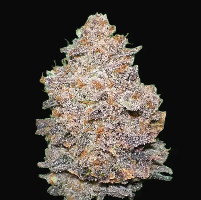 Melon Gum